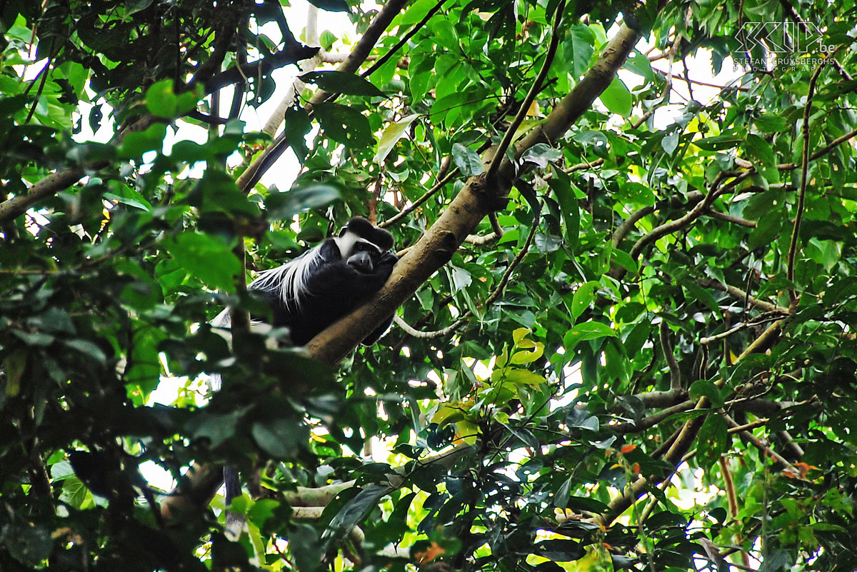 Entebbe - Black & white colobus monkey We also discover the first colobus monkeys like this black & white colobus. Stefan Cruysberghs